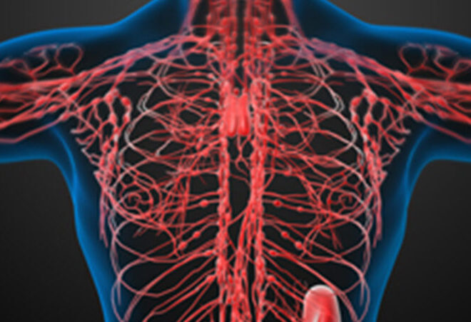 lymphatic system edited e1792701148563 edited