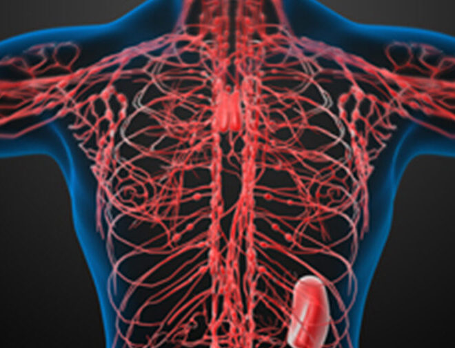 lymphatic system edited e1792701148563