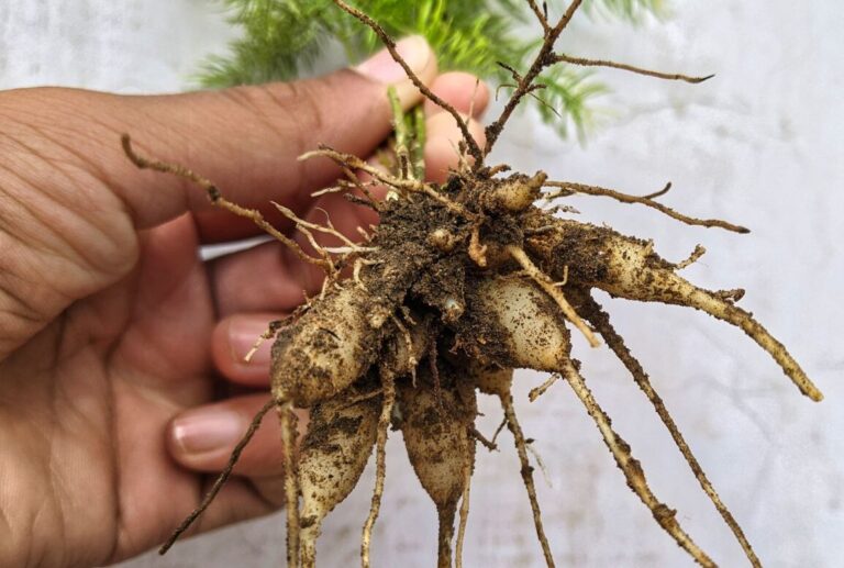 Shatavri roots