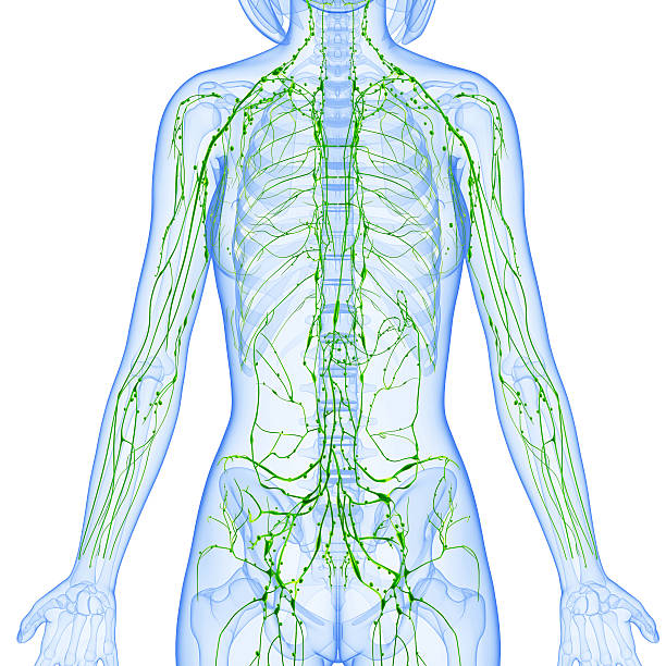 Understanding the Lymphatic System