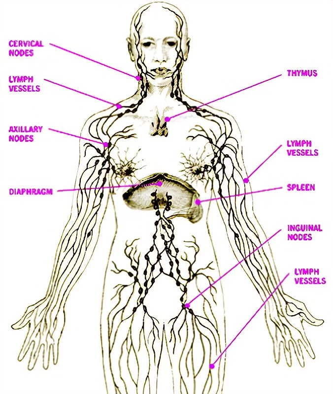 lymphatic-system