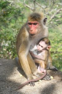 Monkey Monkey-baby